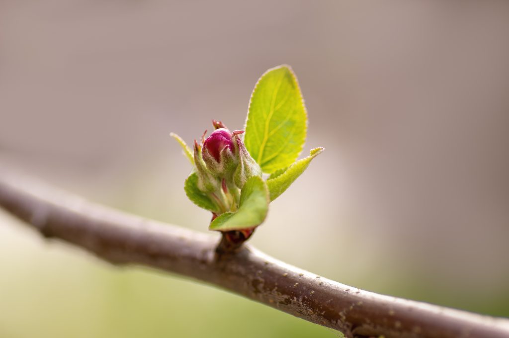 Eine Knospe wächst auf einem Ast zu einer Blüte heran